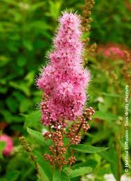 Image result for Spiraea billardii