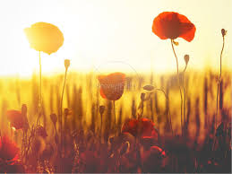 I was asked to do something with poppies and daisies, as she has two dogs with those names. Lest We Forget Poppy Powerpoint Powerpoint Sermons
