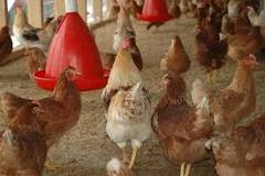 Image result for Where To Buy Broiler Parent Stock In South Africa