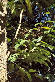 Image result for Strombosiopsis