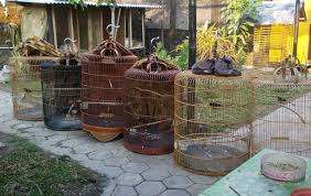 Kalau anda mau membeli sangkar burung, jangan lupa pilih sangkar berkualitas, baik dari bahan, bentuk 3. 10 Setingan Murai Batu Lomba Sederhana Supaya Juara Burungnya Com