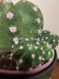 Cacti and other succulents do well in 16 hours of fluorescent light mixed with incandescent light in a ratio of 10 watts of fluorescent to one watt of incandescent although cacti are known for surviving in the dry, desert heat, they also need water to flourish. There Are White Dots On My Spiny Boi That Aren T Spines What Are They And Should L Be Worried Ps I M New To Cacti Caring So Tips On How To Keep The