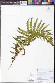 Image result for Amauropelta bergiana