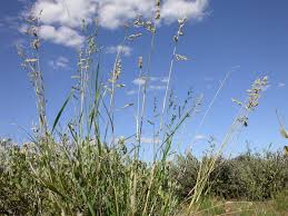 Image result for Eragrostis echinochloidea