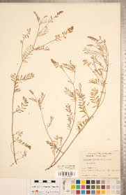 Image result for Sphaeranthus flexuosus