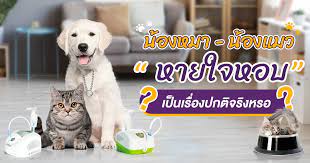 ภาวะฉุกเฉินที่พบได้ในลูกแมว โดย lorie huston, dvm คุณเจ้าของมือใหม่หลายคนต้องเคยประสบปัญหาในการตัดสินใจว่า เอ๊ะ!! à¹à¸¡à¸§à¸«à¸²à¸¢à¹ƒà¸ˆà¹à¸£à¸‡ à¸«à¸¡à¸²à¸«à¸­à¸š à¹€à¸› à¸™à¹€à¸£ à¸­à¸‡à¸›à¸à¸• à¸ˆà¸£ à¸‡à¹€à¸«à¸£à¸­ à¸  à¸¢à¸£ à¸²à¸¢à¸‚à¸­à¸‡à¹€à¸ž à¸­à¸™à¸ª à¸‚à¸²à¸— à¹€à¸ˆ à¸²à¸‚à¸­à¸‡à¸„à¸§à¸£à¸£