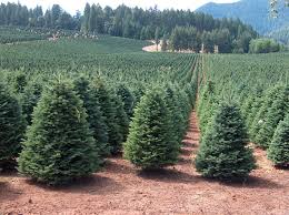 Check spelling or type a new query. Nyc Tree Shop