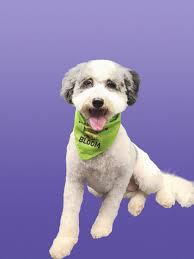 Groovy Paws Dog Grooming LLC