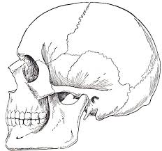 Beauty In The Bones Bones Skull Jaw Bone