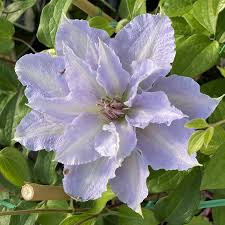 Image result for Clematis