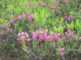 Image result for Clutia angustifolia