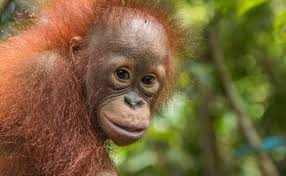 More by stella chen yui. A Few Years Ago We Heard About The Heartbreaking And Unforgettable Story About A Baby Orangutan Who Had Been Left For Dead B Baby Orangutan Orangutan Lifeless