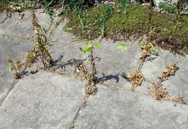 While you can't spray it directly on your houseplants, you can soak some towels in white vinegar and wrap them around your plants' containers to keep your kitty away from them. Vinegar Weed Killer Myth Revisited Garden Myths