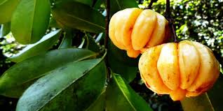 Image result for Garcinia pachyclada