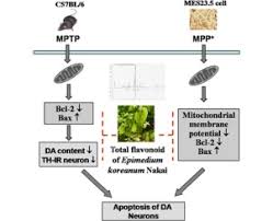 American lung association's lung force unites women and their loved ones across the country to stand together for lung health and against lung cancer. Neuroprotective Effects Of Total Flavonoid Fraction Of The Epimedium Koreanum Nakai Extract On Dopaminergic Neurons In Vivo And In Vitro Sciencedirect