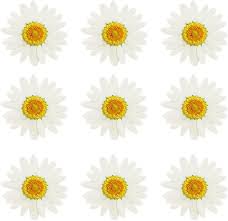 New dried yellow ammobium flower bundle. Buy Xienze 77 Real Dried Flowers 12pcs Natural Daisy Pressed Flowers Leaves White Bulk Small Dry Flowers For Resin Jewelry Crafts Making Online In Greece B08s7mbd2g