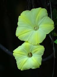 Image result for Astripomoea hyoscyamoides