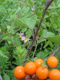 Image result for Solanum anguivi
