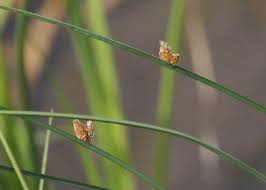 Image result for Schoenoplectiella articulata