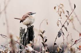 Pantalaimon Bird Form His Dark Materials Bird Animals