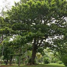 Image result for Terminalia stuhlmannii