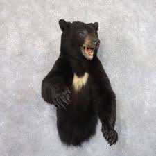 Award Winning Black Bear Shoulder Mount Black Bear 1 2 Life Size Taxidermy Mount For Sale Black Bear Bear Taxidermy Mounts