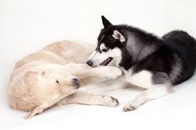 Golden Retriever Husky Mix Ultimate Pet Parent Guide To Goberians Perfect Dog Breeds