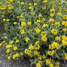 Image result for Phlomis fruticosa