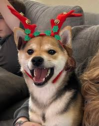 How long to find a preferred dog breed?