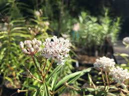 Want to transplant milkweed to a new place? How To Germinate Milkweeds Lady Bird Johnson Wildflower Center