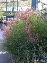 Die filigranen halme dieser gräser hängen leicht über und bewegen sich anmutig im wind. Feinhalm Chinaschilf Gracillimus Miscanthus Sechserpack