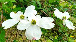 Check spelling or type a new query. The Legend Of The Dogwood Claiborne Progress Claiborne Progress