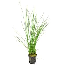 Image result for Eleocharis naumanniana