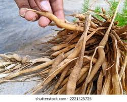 Image result for Asparagus racemosus