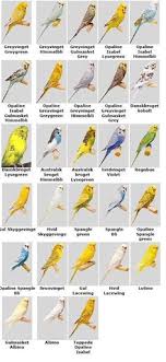 27 Best Good Bird Information Images Pet Birds Parakeet