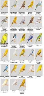 27 best good bird information images pet birds parakeet