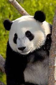 Giant pandas are almost entirely dependent upon bamboo and 99% of their diet consists of the leaves, stems and shoots of the bamboo plant. Giant Panda San Diego Zoo Animals Plants