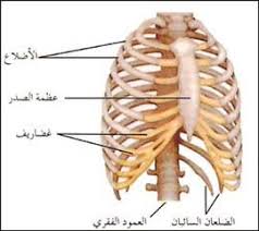 Check spelling or type a new query. Ø¶Ù„Ø¹ Ø§Ù„Ù…Ø¹Ø±ÙØ©
