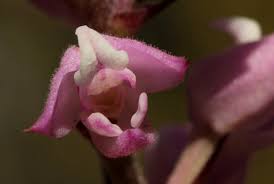 Image result for Polystachya valentina