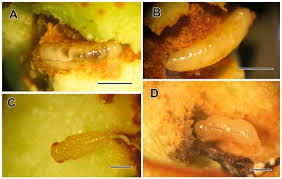 Image result for Burttia prunoides