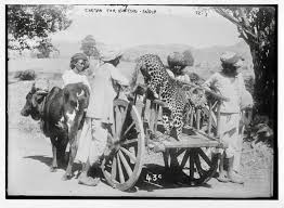 The Cheetah Hunt in India: When Royalty Ran with the Fastest Predator | UH.app
