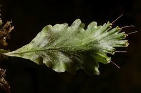 Image result for Didymoglossum erosum