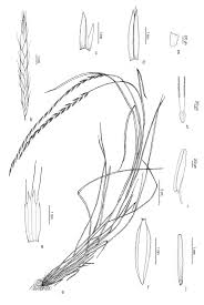 Image result for Tripogon