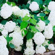 Shop our selection of plant & fruit seeds, plant bulbs & indoor house plants for sale online. Snowball Bush Gurney S Seed Nursery Co