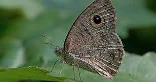 Image result for Isachne mauritiana