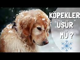 Evde Ve Disarda Bakilabilecek Kopek Cinsleri Usur Mu Sokak Kopekleri Kopek Dog Evdebakilacak Youtube