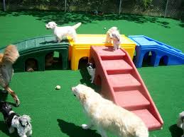 Check spelling or type a new query. Puppy Playground Dog Daycare