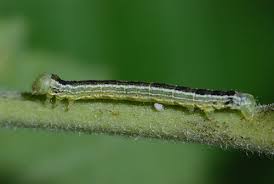 The list below showcases all butterflies and moths related to the state/territory of minnesota currently in the insectidentification.org database. Caterpillars On Ornamental Plants Umn Extension