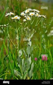 Image result for Tanacetum balsamita