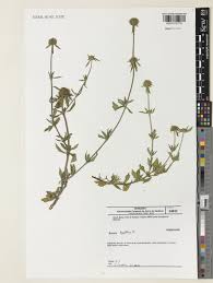 Image result for Spermacoce perennis